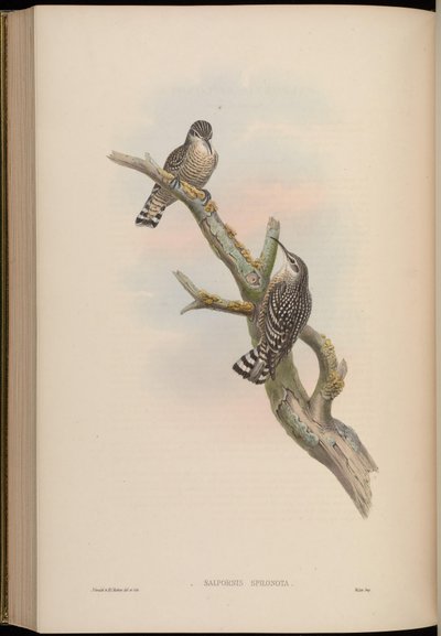 Salpornis spilonotus by John Gould